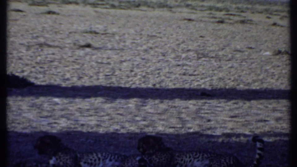 Two cheetahs are low to the ground in shadow within 1969 Kenya 8mm wildlife footage, with open terrain behind them.
