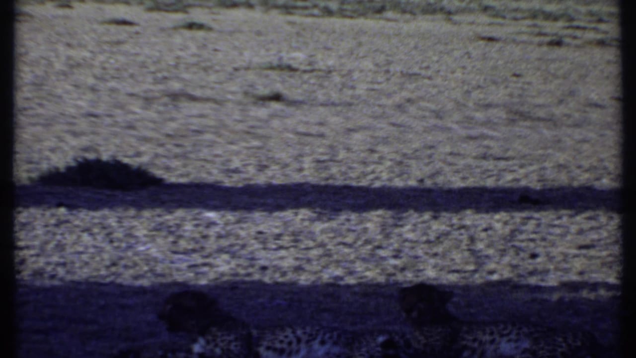 The final 1969 Kenya frame shows cheetahs near the lower edge, partially darkened by shadow and film exposure shift.