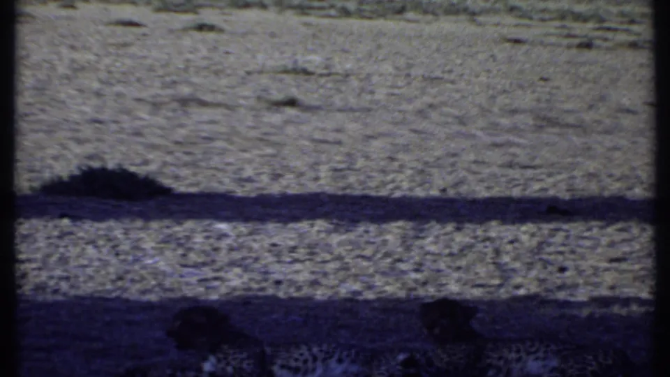 The final 1969 Kenya frame shows cheetahs near the lower edge, partially darkened by shadow and film exposure shift.