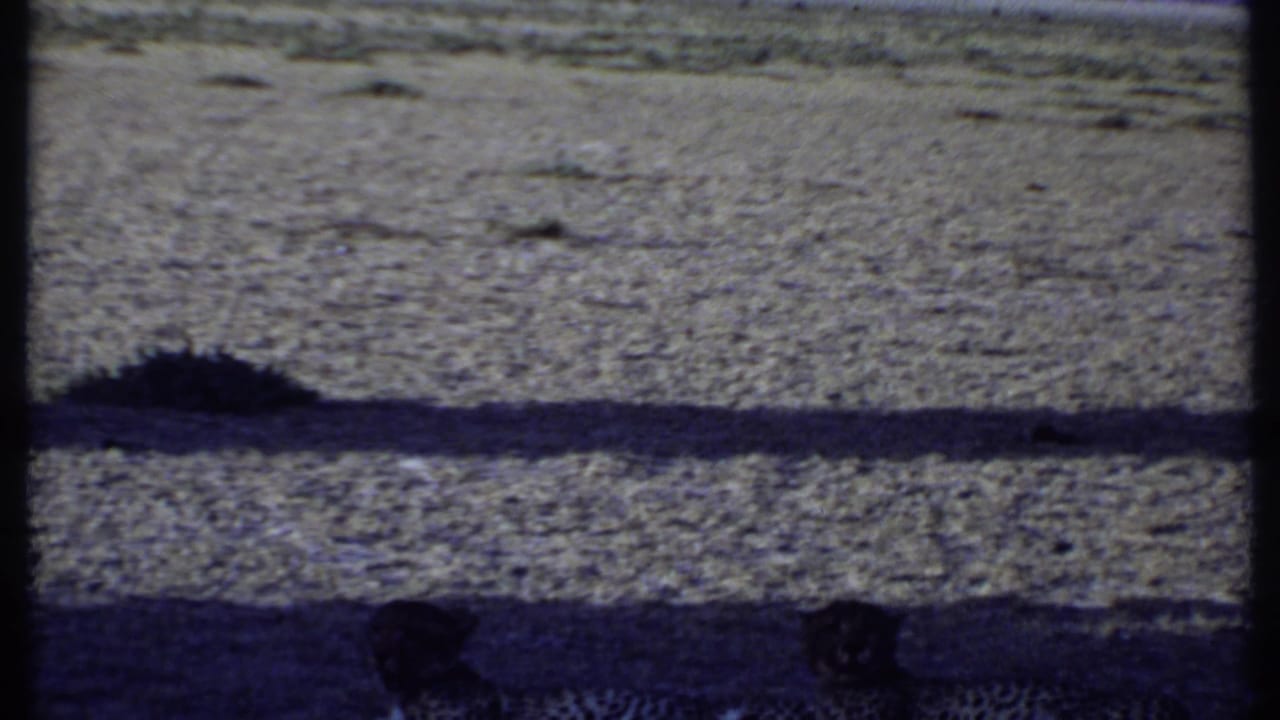 Dark, grainy savanna ground with a spotted big cat low in shade near the bottom edge.