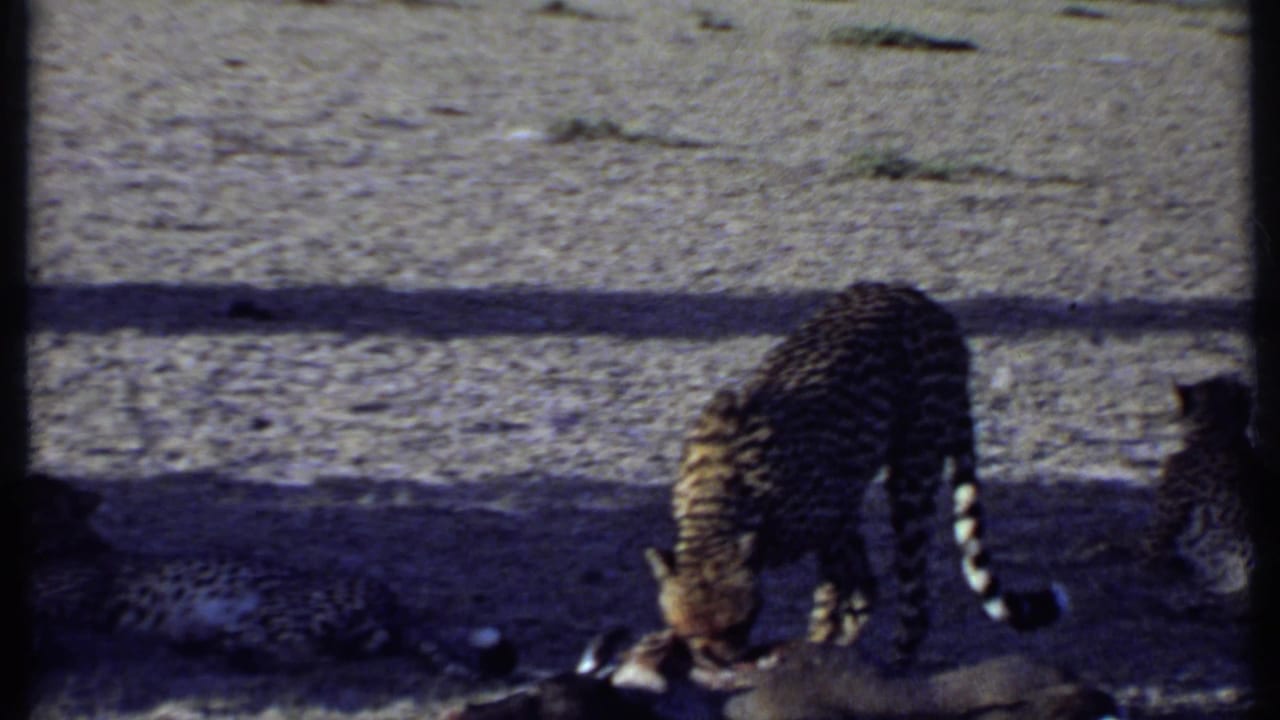 One spotted big cat feeds on a carcass while another rests nearby in shade.