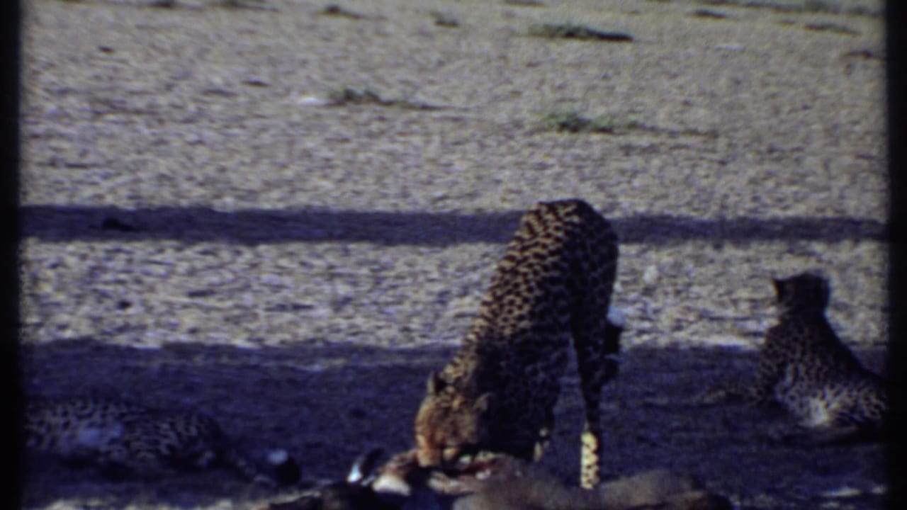 1969 Kenya 8mm frame showing a spotted big cat beside a carcass, with another cat resting on shaded ground.