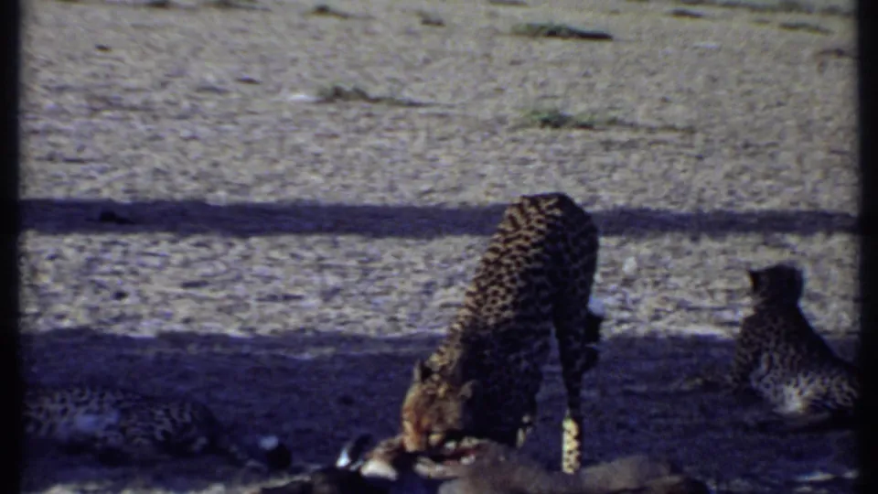 1969 Kenya 8mm frame showing a spotted big cat beside a carcass, with another cat resting on shaded ground.