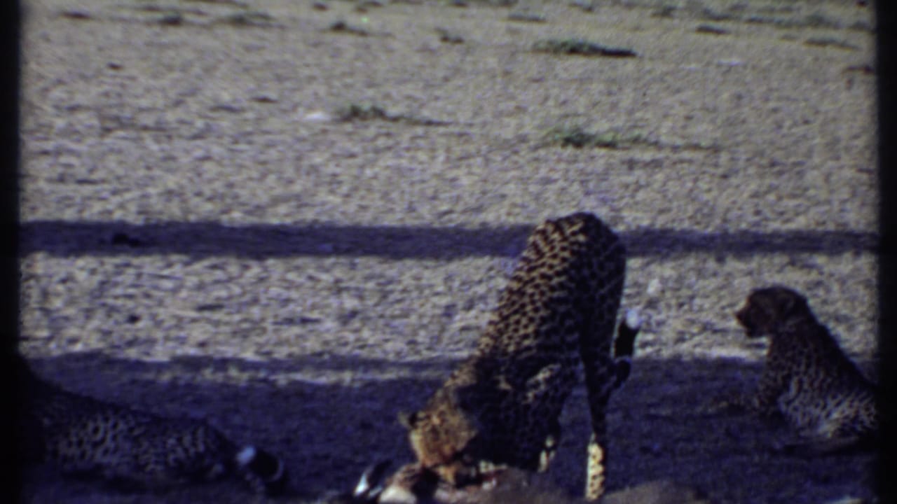 1969 Kenya 8mm frame with one spotted big cat feeding and a second spotted cat nearby on dry shaded ground.