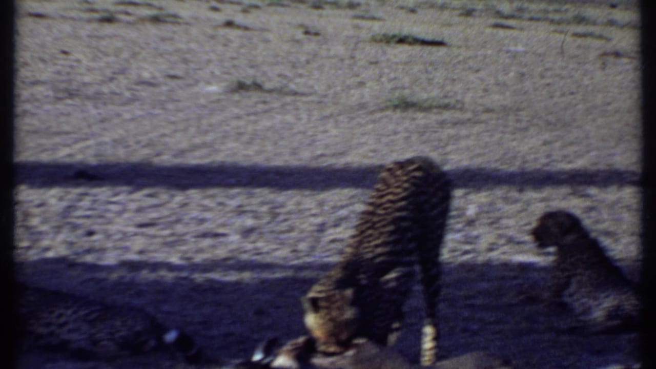 Cheetah feeding on prey while a smaller cheetah watches nearby on dry ground.