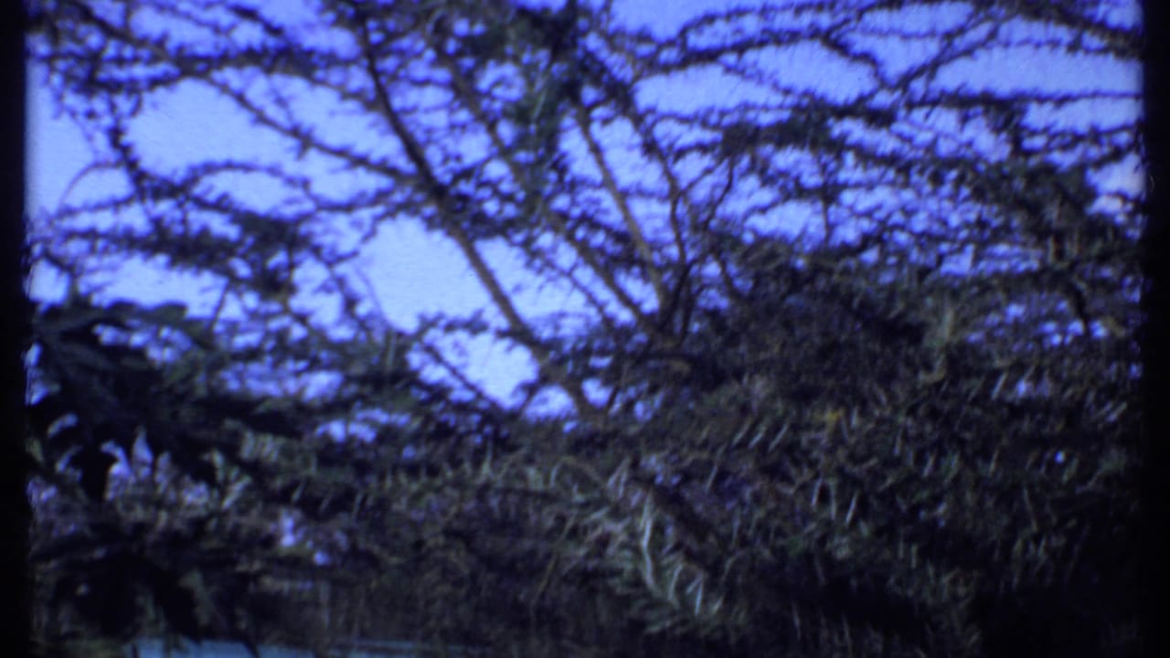 Archival Kenya home-movie frame with branches and dense foliage silhouetted against a bright blue sky.
