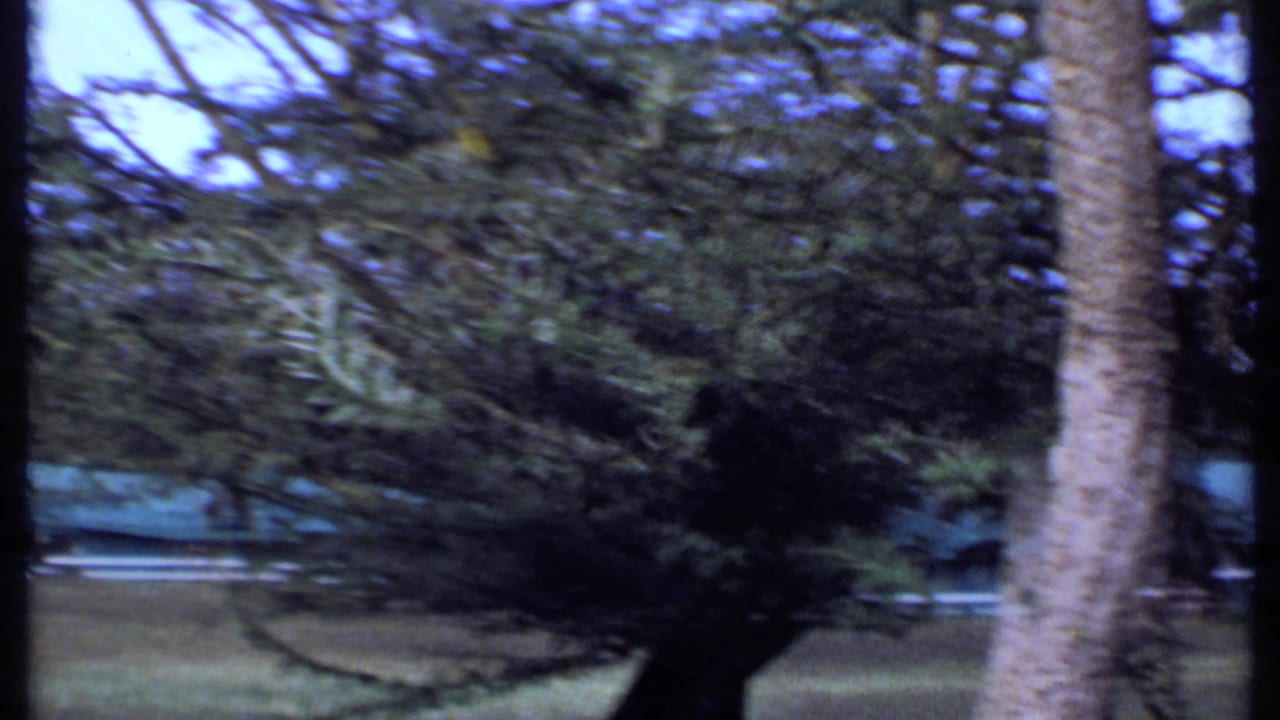 1969 Kenya home-movie frame showing a garden lawn, trees, and shadowed shrubs before the yellow birds are clearly visible.