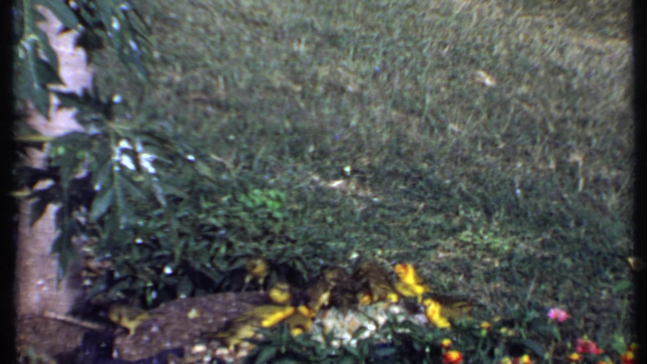 Yellow birds foraging on grass beside shrubs and a tree trunk.
