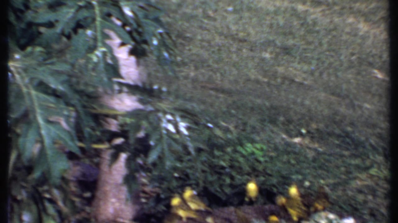 Yellow birds remain near the grass and shrubs in this 1969 Kenya 8mm garden view, partly obscured by foreground leaves.