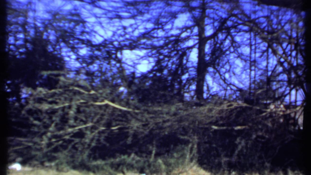 1969 Kenya 8mm frame with dense foliage, bare branches, and a wooded garden edge during a handheld pan.