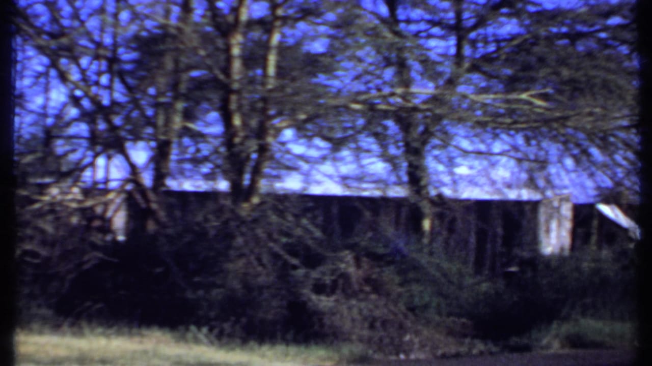 Overgrown shrubs and bare trees in front of a weathered wooden structure under blue sky.