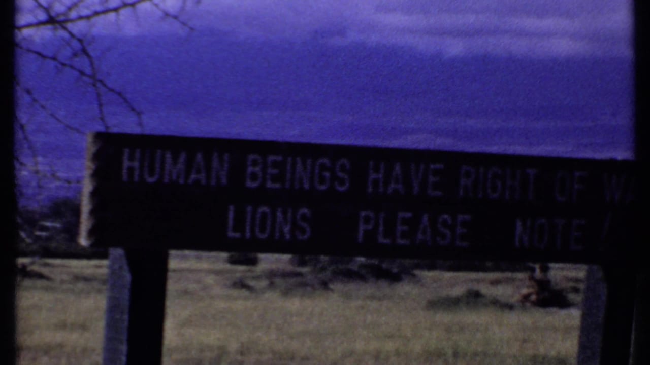 Dark sign in grassland with partial text about humans having right of way and lions.