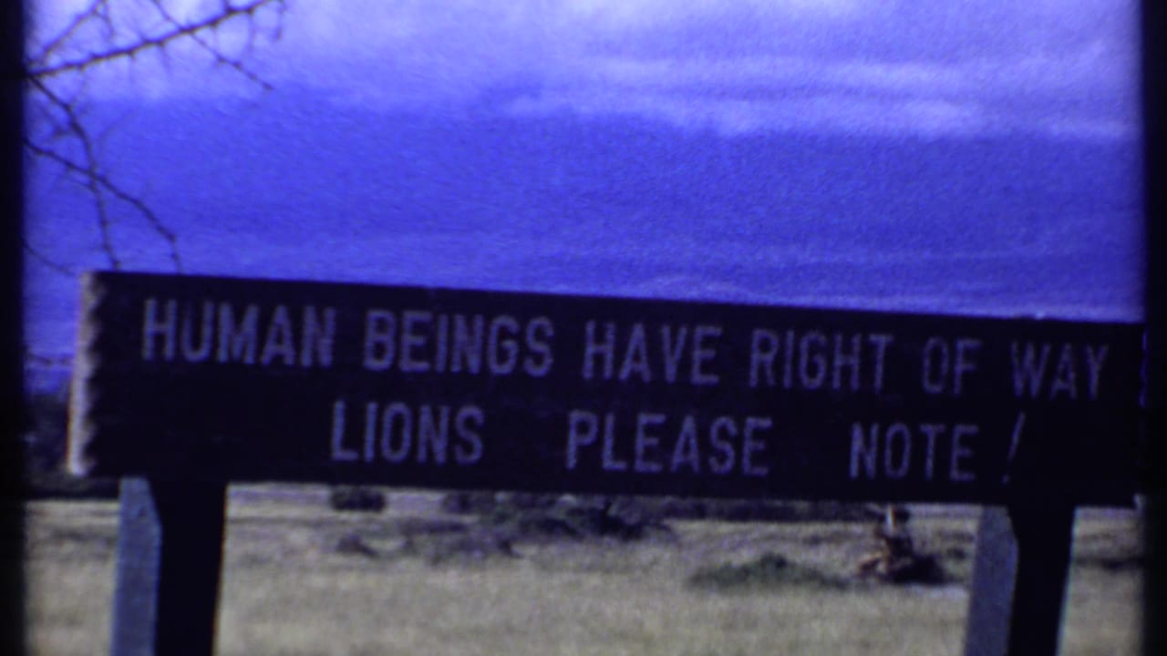 Sign reading that human beings have right of way and lions should note it.