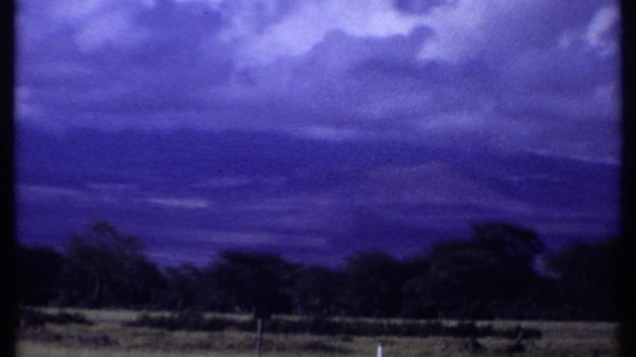 Open savanna beneath a dark blue cloudy sky with distant trees.