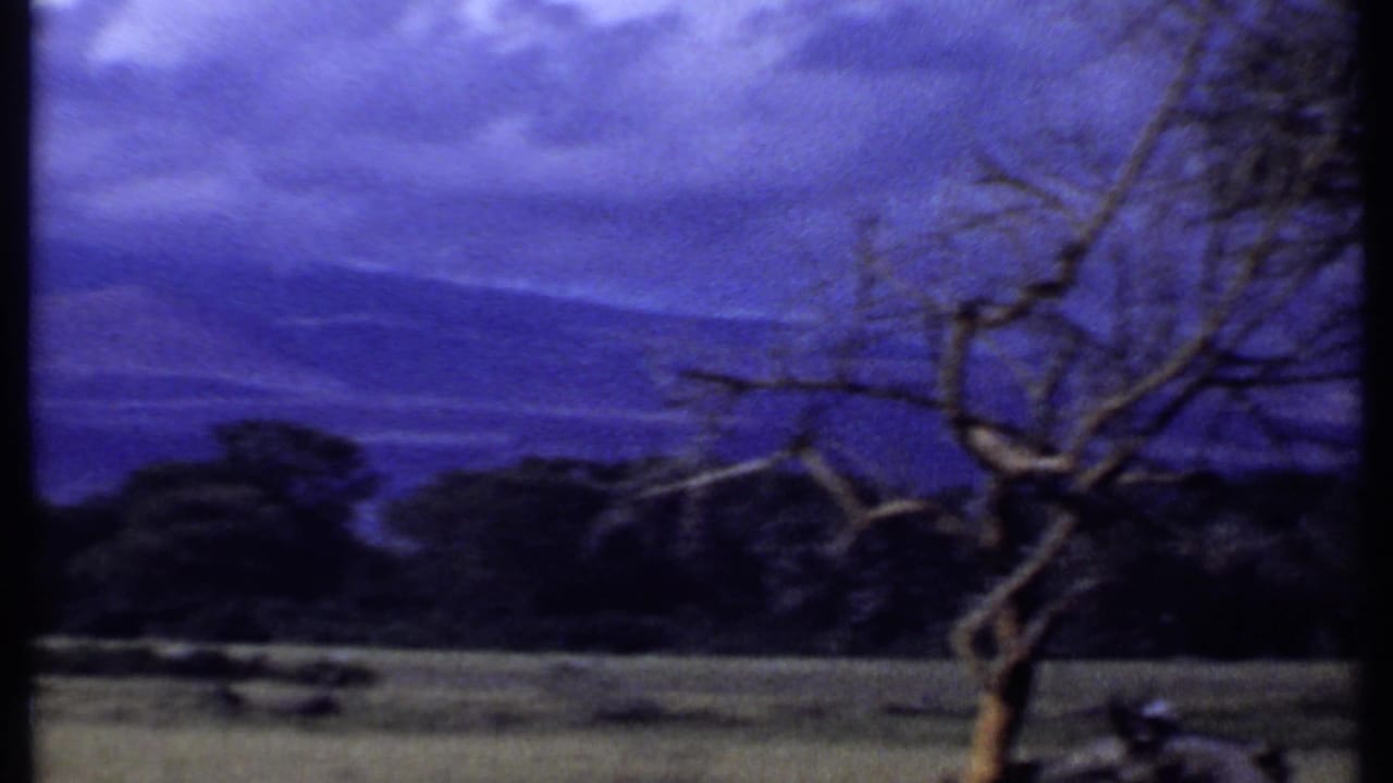 1969 Kenya 8mm frame with a bare acacia-like tree beside open savanna and a dark tree line below a blue sky.