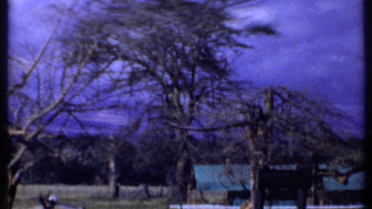 1969 Kenya 8mm frame with a broad tree canopy, bare branches, grassland and a small blue structure near the lower right.