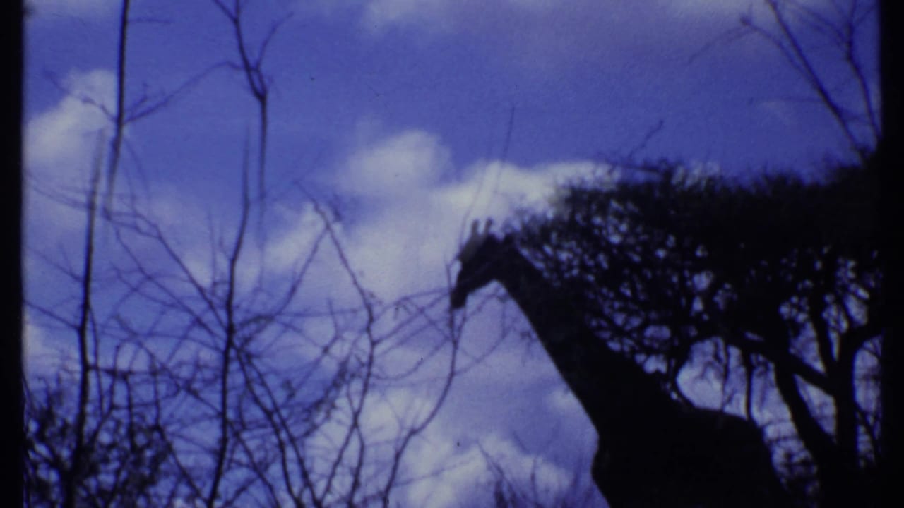Silhouetted giraffe reaching into a tree against a cloudy sky.