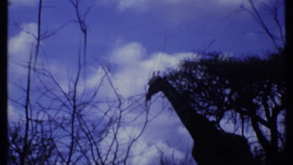 1969 Kenya 8mm frame with a giraffe in silhouette browsing near a tree, seen through bare branches and blue-purple film color.
