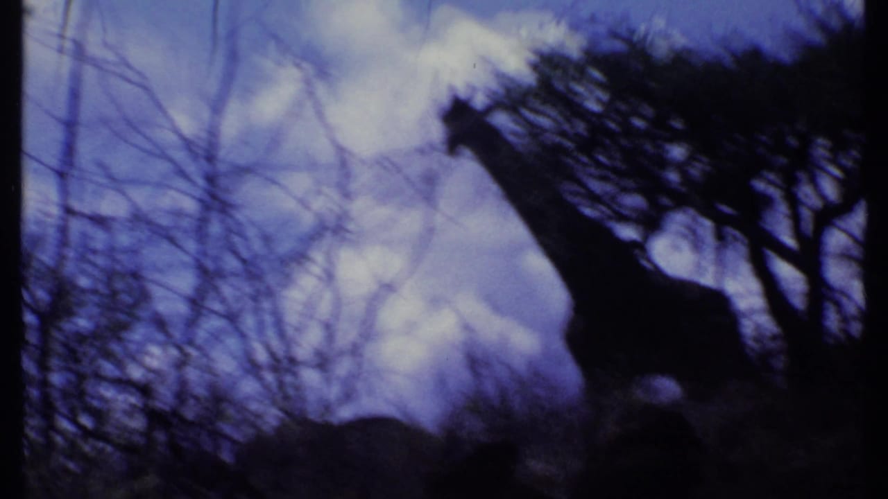 1969 Kenya 8mm frame showing a soft, dark giraffe silhouette among branches and trees against a clouded sky.
