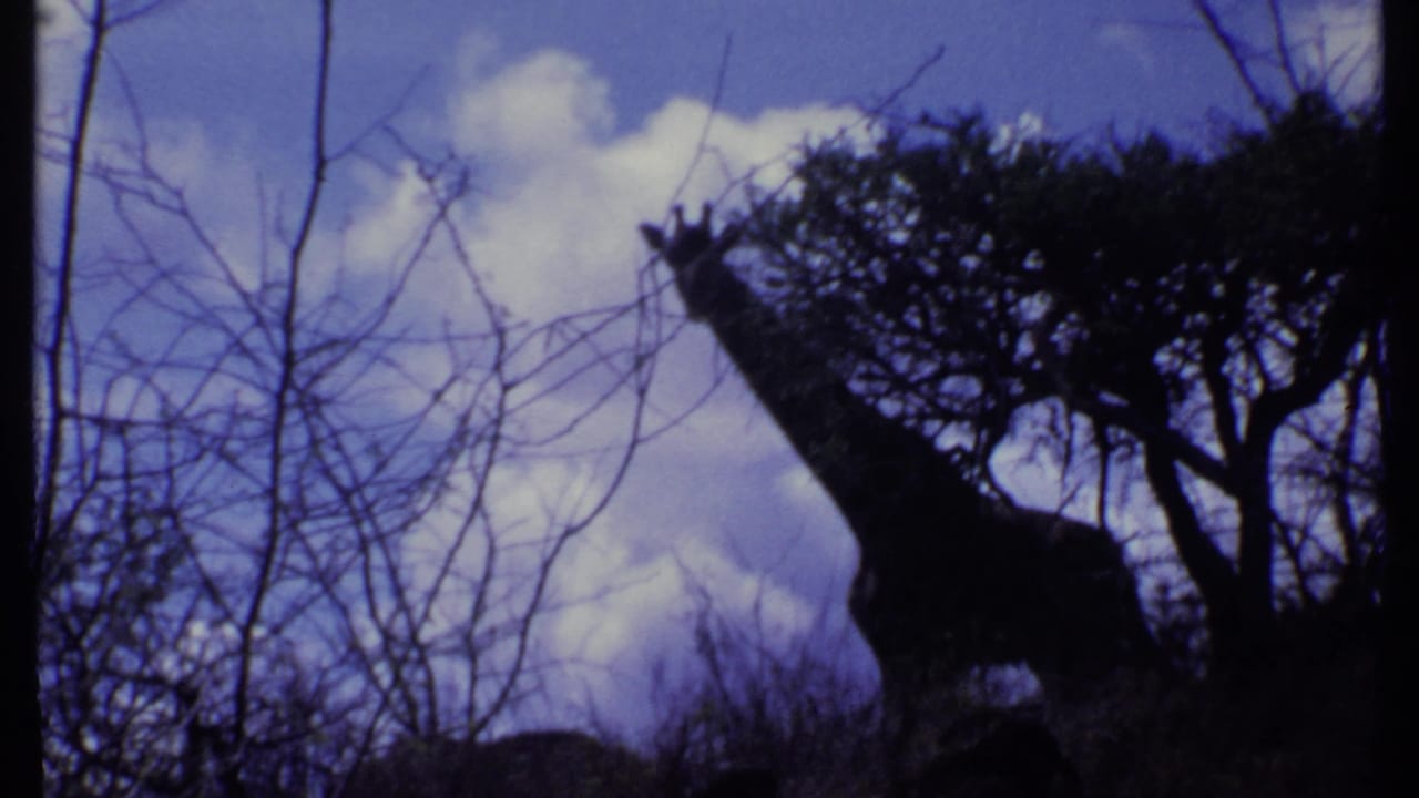 1969 Kenya 8mm frame of a giraffe standing beside a tree, its neck outlined against clouds and blue-purple sky.