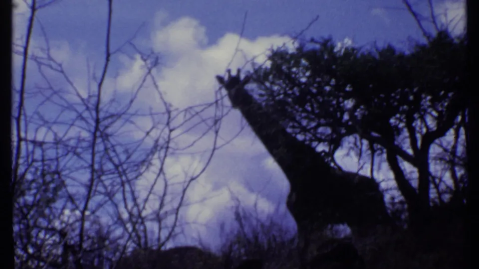 1969 Kenya 8mm frame of a giraffe standing beside a tree, its neck outlined against clouds and blue-purple sky.