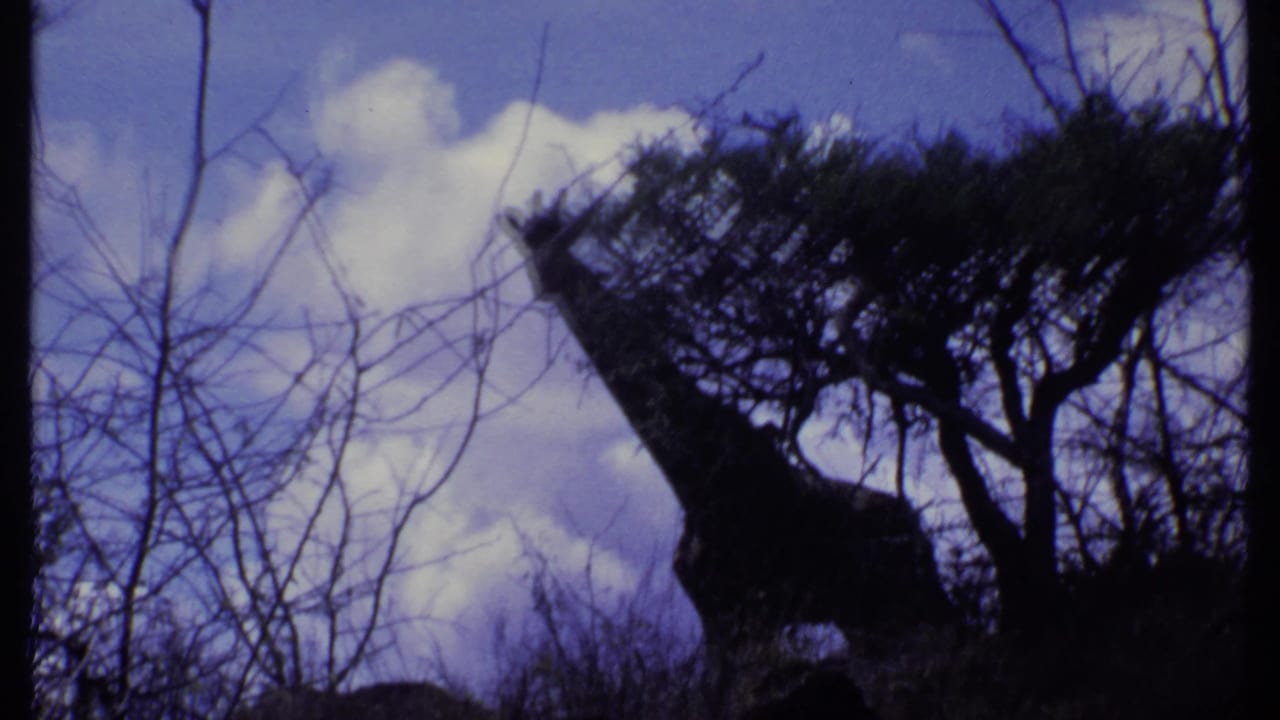 Bare branches and a dark tree silhouette against a cloudy purple-blue sky.
