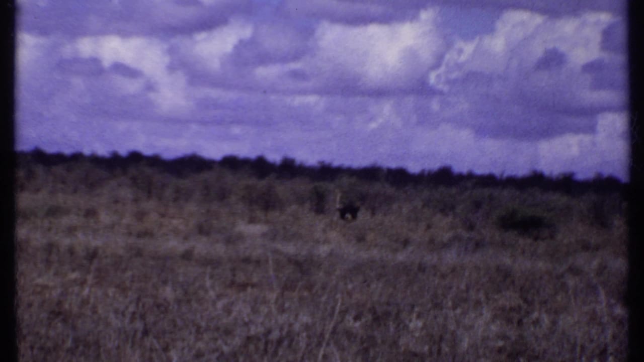 Open grassland beneath heavy clouds with a low dark horizon.