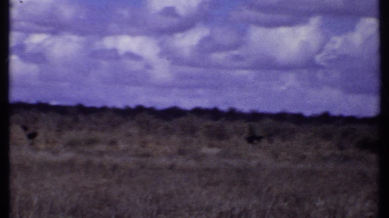 1969 Kenya 8mm frame showing distant wildlife shapes on dry savanna beneath a cloud-filled purple-blue sky.