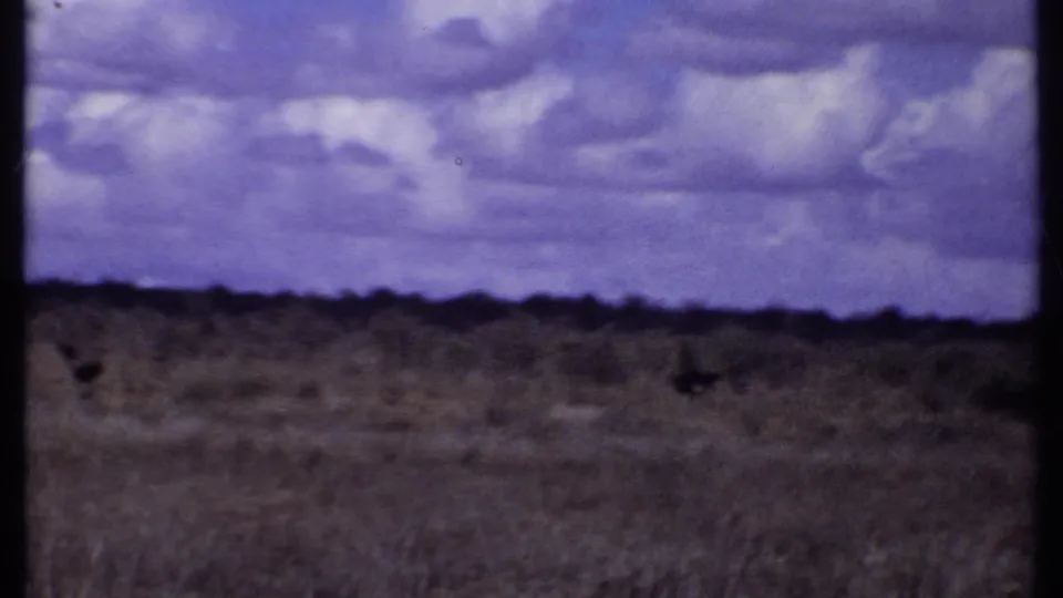 1969 Kenya 8mm frame showing distant wildlife shapes on dry savanna beneath a cloud-filled purple-blue sky.