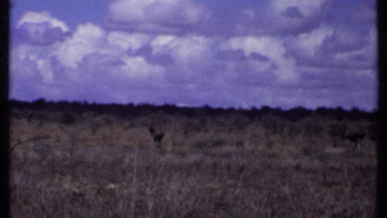 1969 Kenya 8mm frame of a wide savanna horizon with small distant animals, dry grass, and layered clouds overhead.