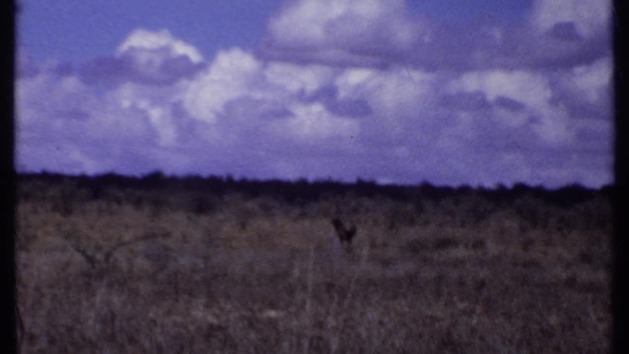 Wide dry grassland under a blue-purple sky with clouds and a distant animal shape.