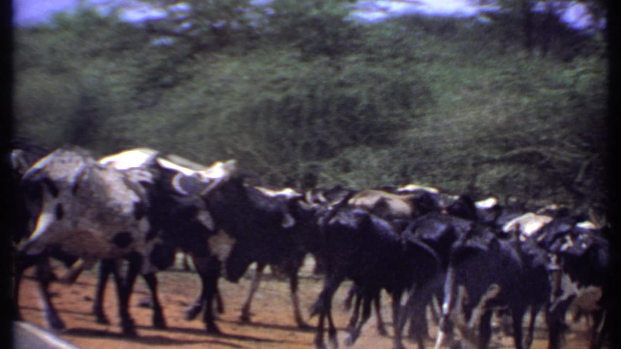 1969 Kenya 8mm frame showing a herd of black-and-white cattle passing close to camera on a red dirt road beside dense vegetation.