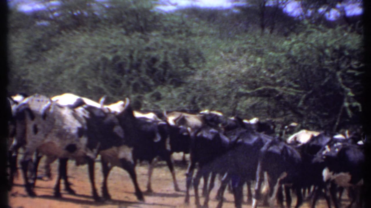 Black and white horned cattle moving along dusty ground beside dense trees.