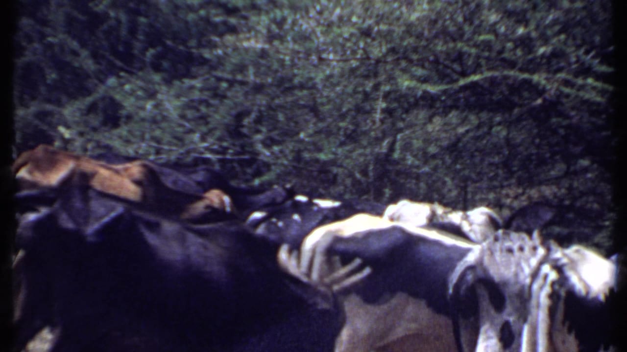 Close view of horned cattle passing in front of wooded vegetation.