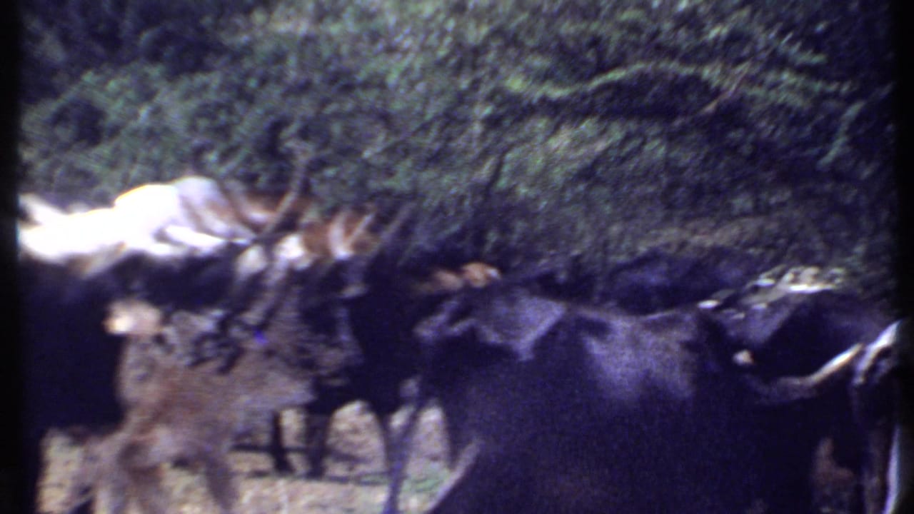 1969 Kenya 8mm frame with motion-blurred black and white cattle moving across dry ground beside dense vegetation.