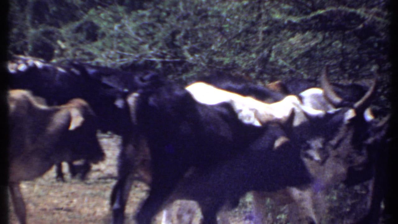 1969 Kenya home-movie frame showing horned cattle walking through a dry track bordered by dense green trees.