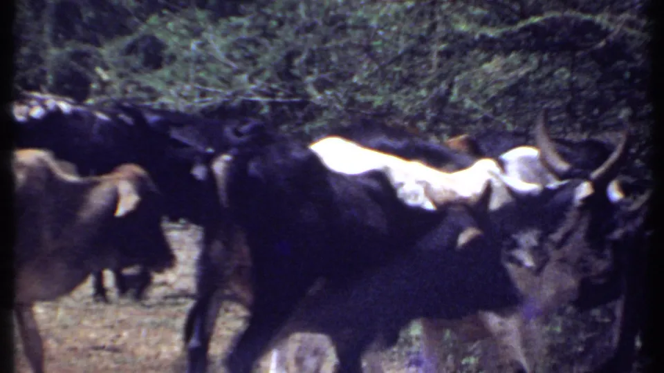 1969 Kenya home-movie frame showing horned cattle walking through a dry track bordered by dense green trees.