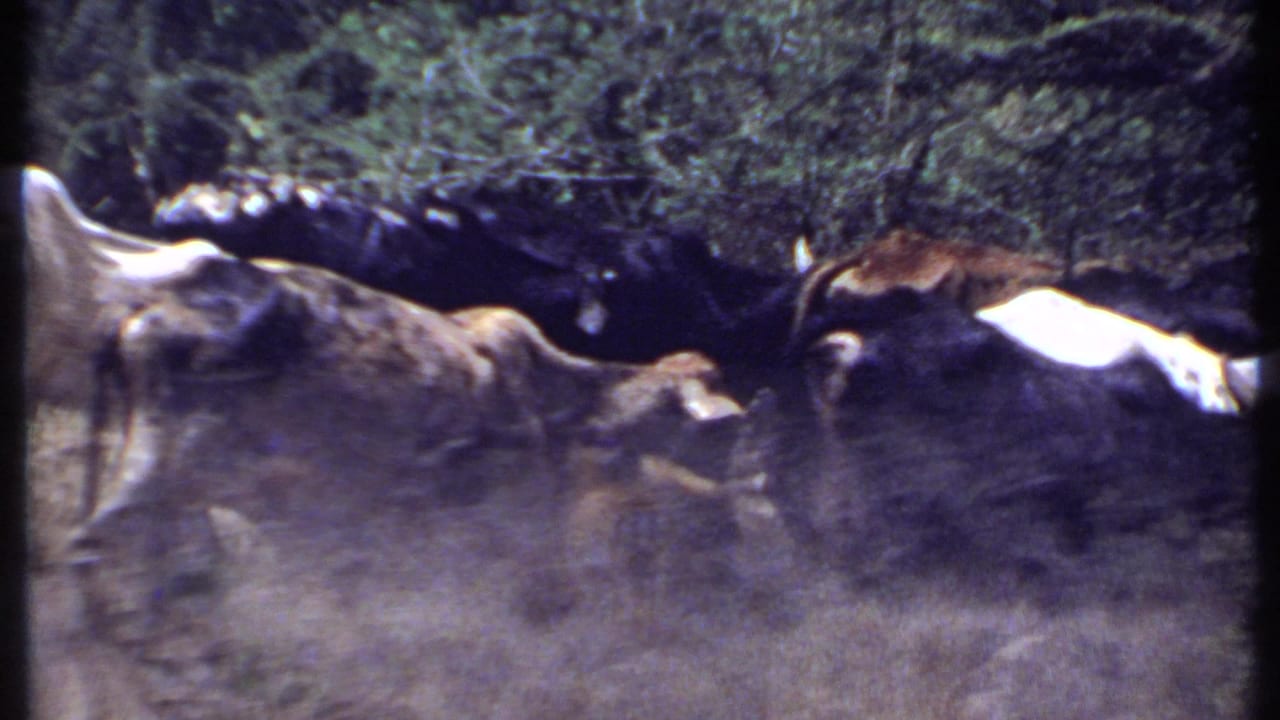 Cattle graze in dry grass beside dense brush.