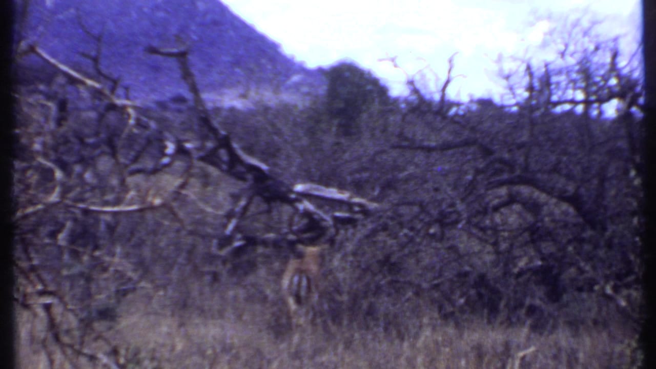 1969 Kenya home-movie frame of dry scrubland, bare trees, and a distant hill, with a small animal shape partly visible in the brush.