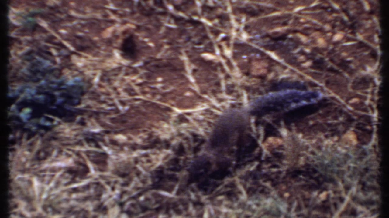 1969 Kenya 8mm frame showing a small squirrel-like animal foraging on dusty ground among dry twigs, grass, and scrub.