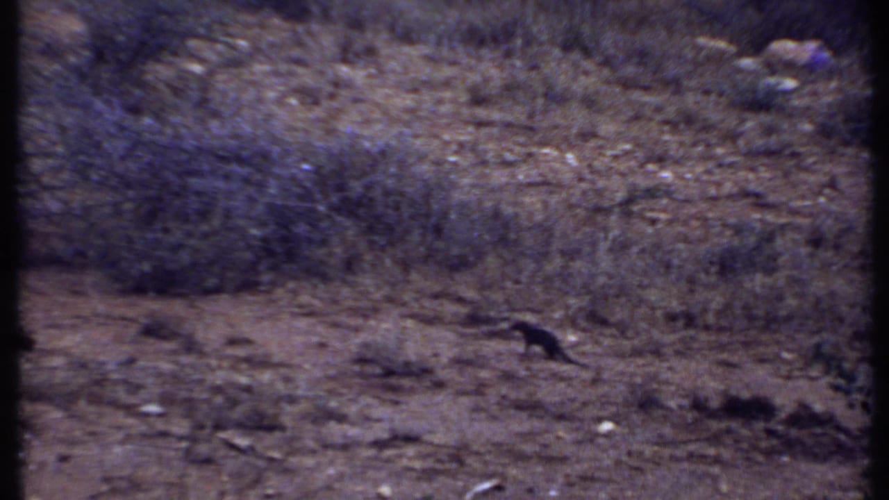 1969 Kenya home-movie frame with a small dark animal on dusty ground near dry grass, brush, and leafless trees.
