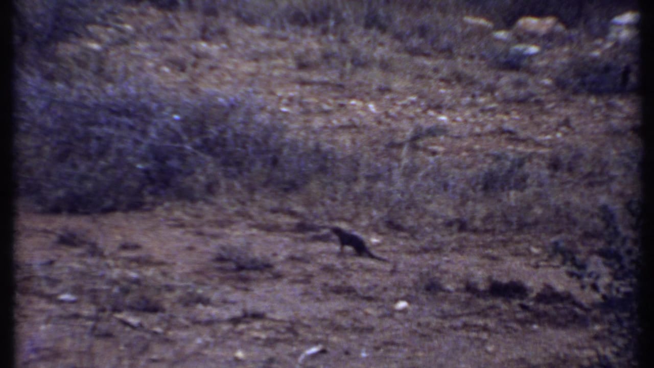 Small dark animal crossing dry rocky ground with sparse scrub.