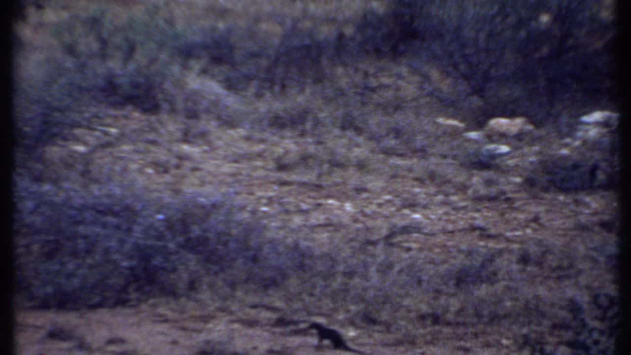 Small dark animal partly low in frame against dry scrub and rocky terrain, supported as Kenya 1969 footage.