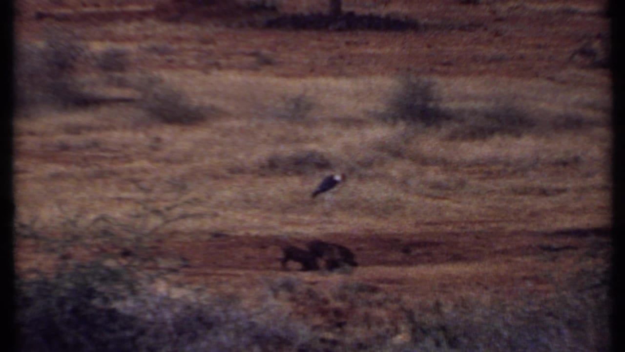 1969 Kenya 8mm frame with dark animals on the dry plain and a large bird standing near grassland below the distant lake and mountains.