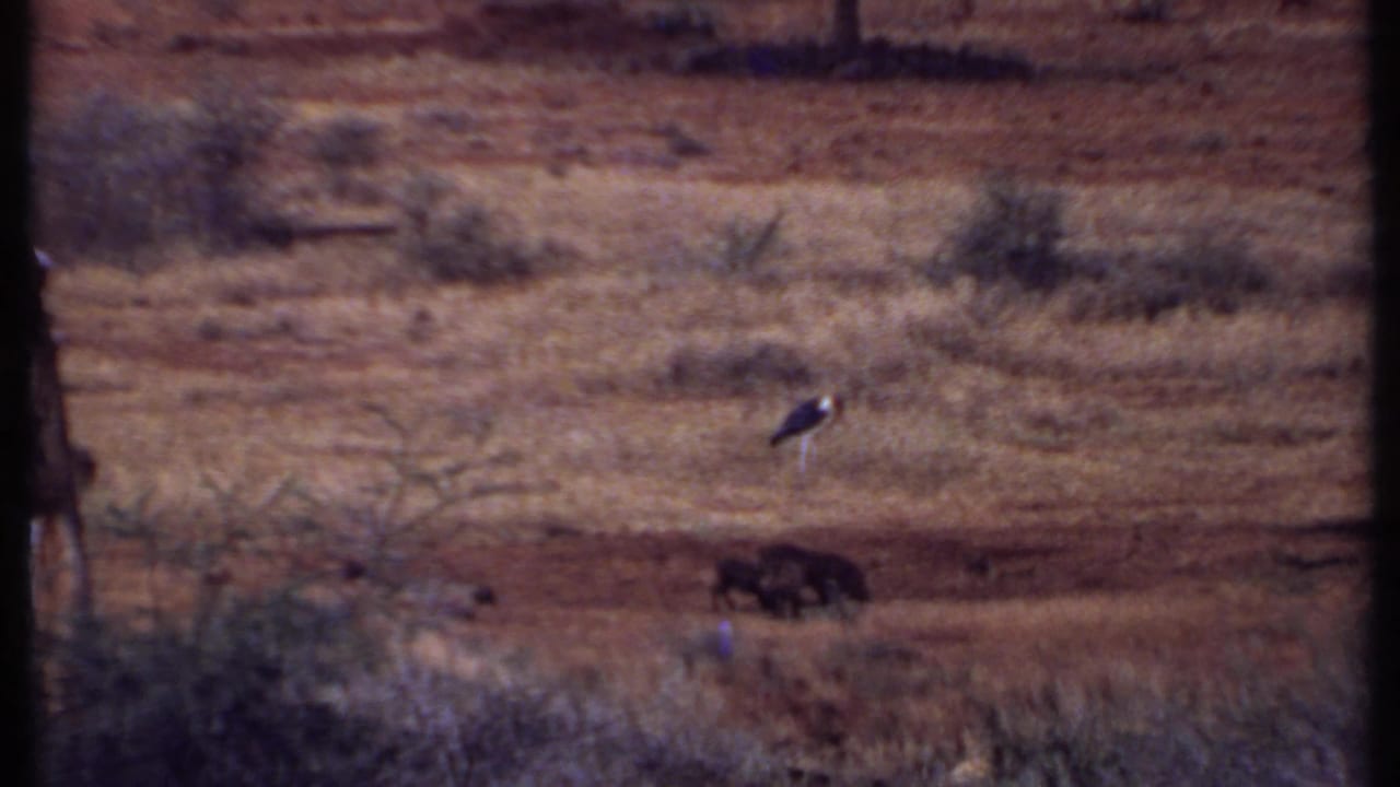 1969 Kenya home-movie frame showing a large bird and dark grazing animals in dry savanna, with a lake strip and mountains in the background.