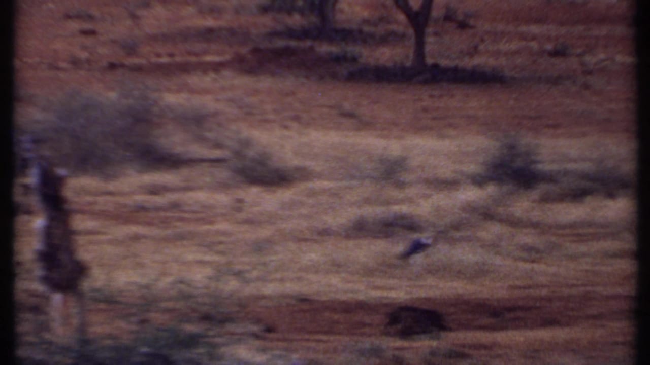 Wide dry savanna field with a stork-like bird and sparse trees in soft 8mm focus.