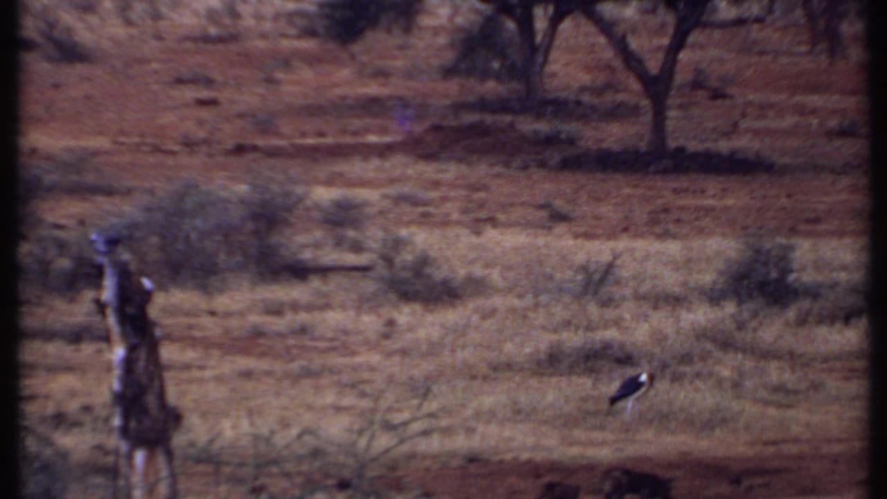 Stork-like bird standing in dry grass with a small dark animal nearby.