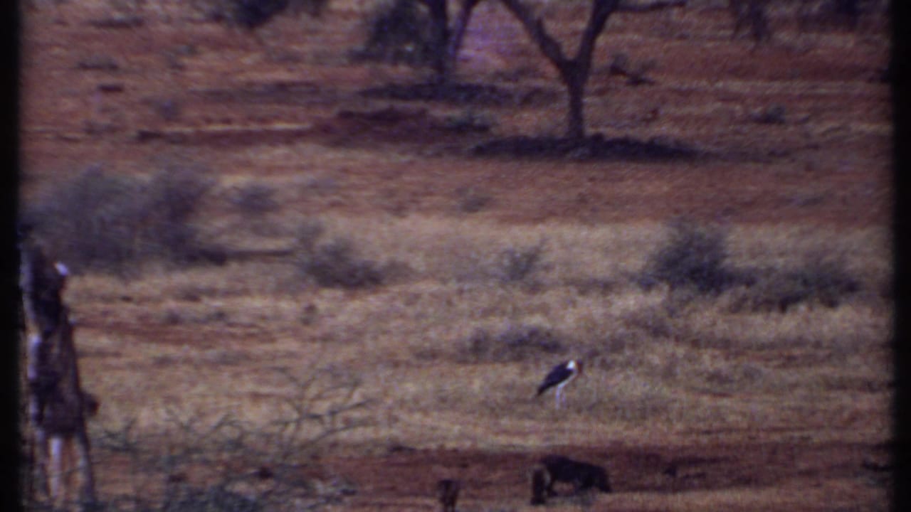 Grainy 1969 Kenya 8mm frame showing a stork-like bird, two dark low animals, dry grass, and sparse savanna trees.
