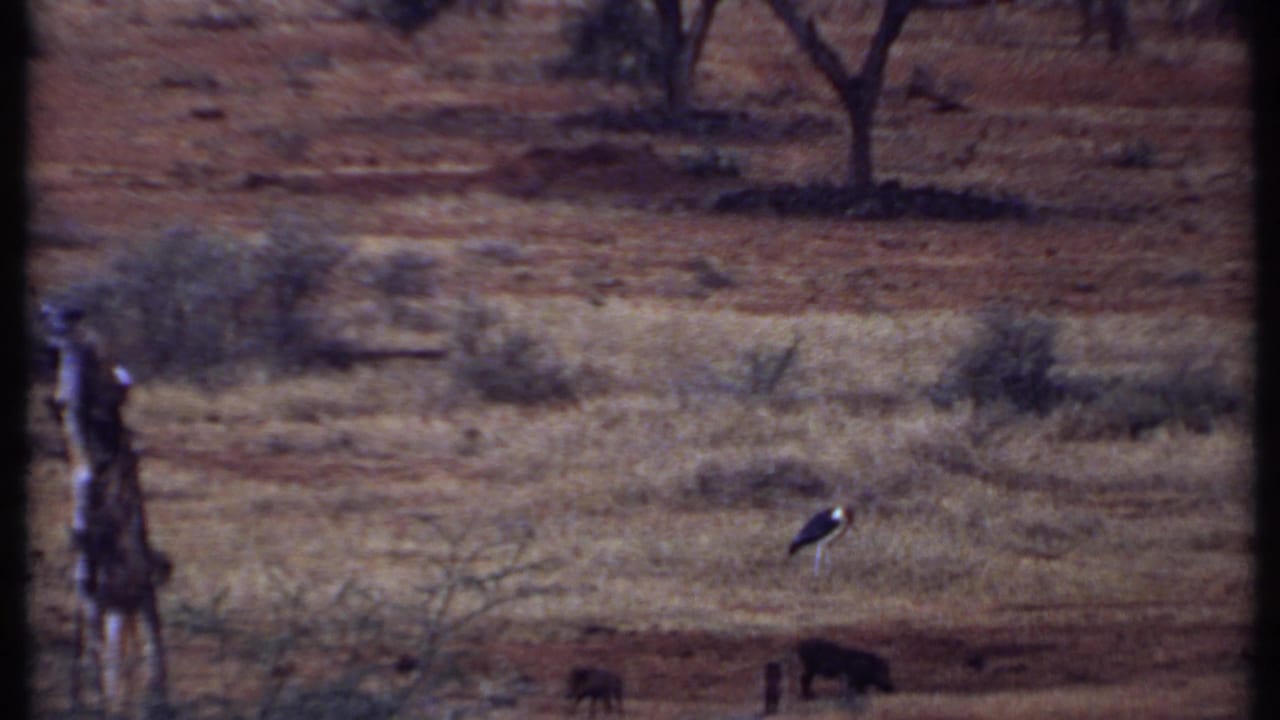 1969 Kenya 8mm frame of a stork-like bird in a dry savanna field, with dark animals low in frame and scattered trees behind.