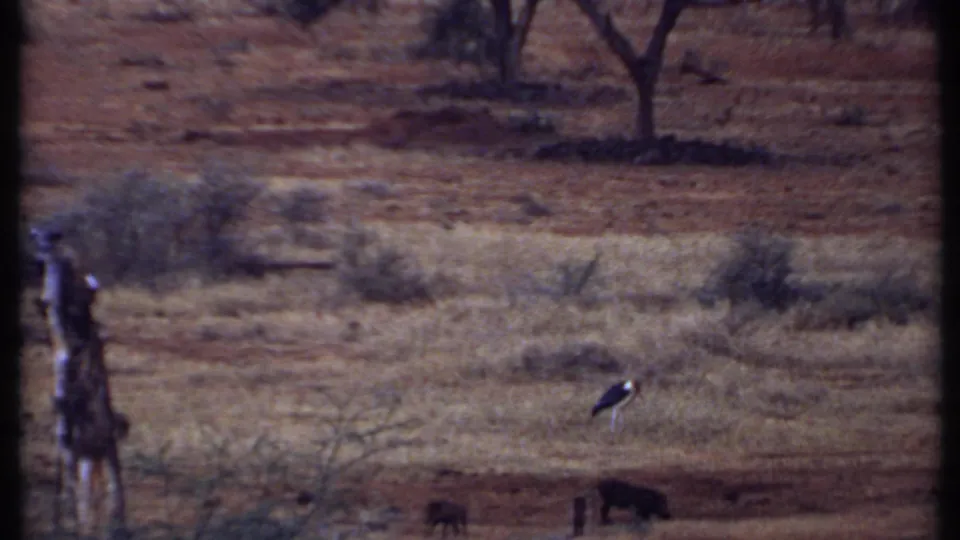 1969 Kenya 8mm frame of a stork-like bird in a dry savanna field, with dark animals low in frame and scattered trees behind.